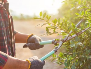 Assurance : les travaux de terrassement ne sont pas couverts pour les paysagistes