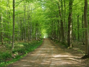 La région Ile-de-France va créer une agence pour renaturer les villes