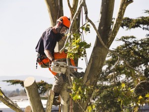 Croissance florissante pour le secteur du paysage en 2022