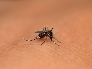 Soprema se lance dans la lutte contre le moustique ...