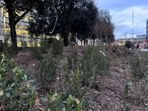 Bois de la Part-Dieu : la premi&egrave;re phase achev&eacute;e