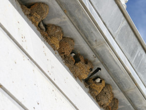 Quand le B&acirc;timent prot&egrave;ge les oiseaux