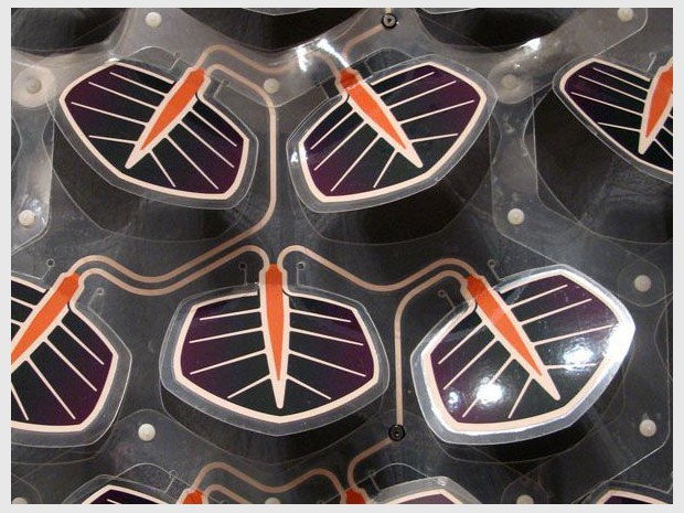 Grow de Smit lierre solaire Grow de Smit lierre solaire