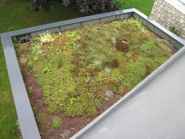 Toit végétal terrasse