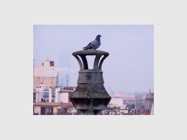 Pigeon