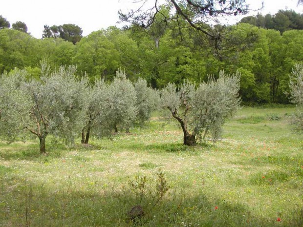 Terrain oliviers 