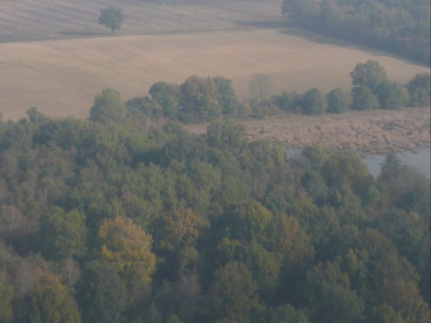 Arbres