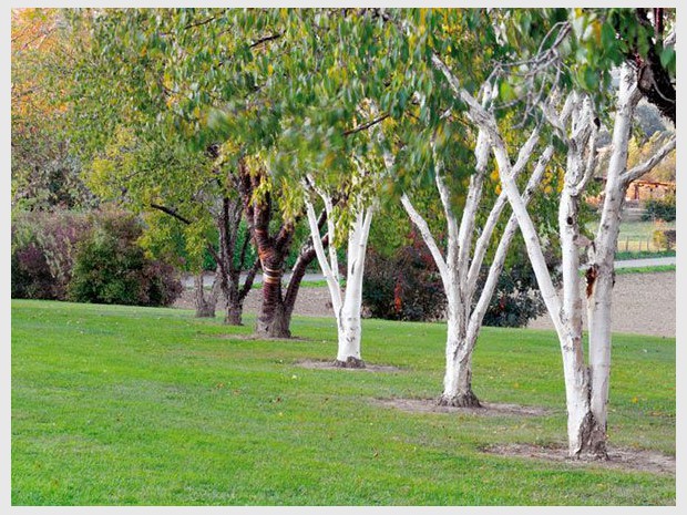 Jardin de l'année 2012