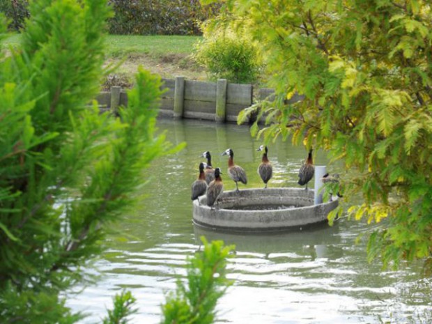 Jardin de l'année 2012