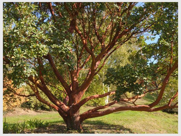 Jardin de l'année 2012