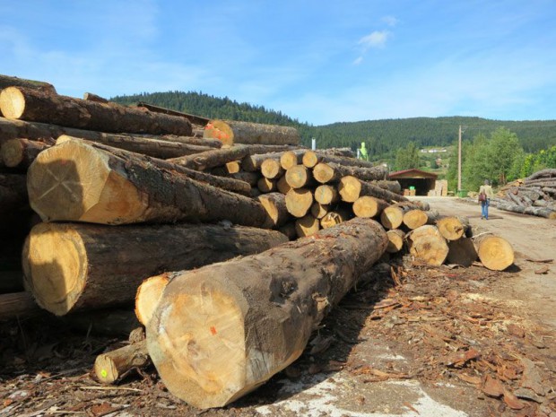 Vers une planification de la filière forêt-bois