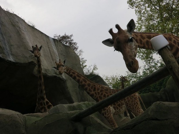 Zoo vincennes