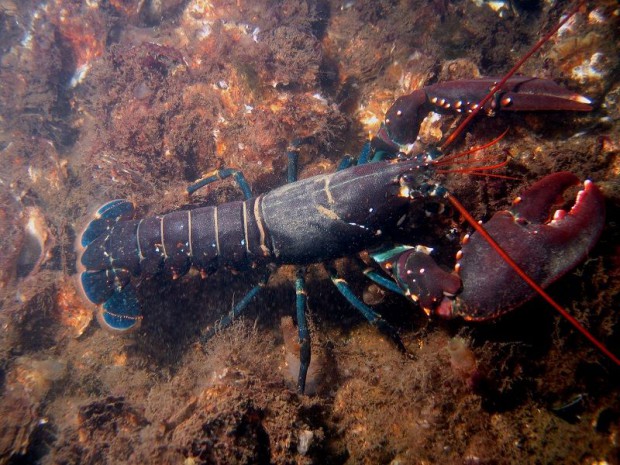 Homard européen