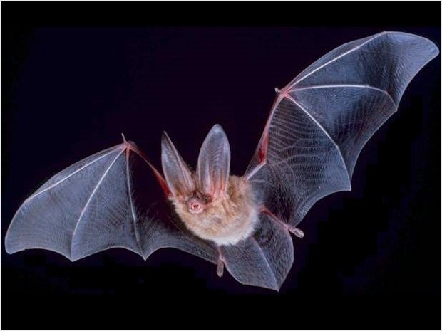 Chauve-souris