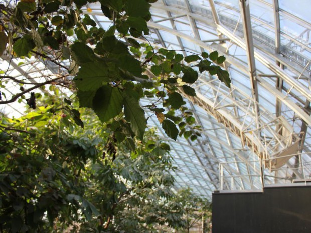 Serre tropicale au zoo de Vincennes