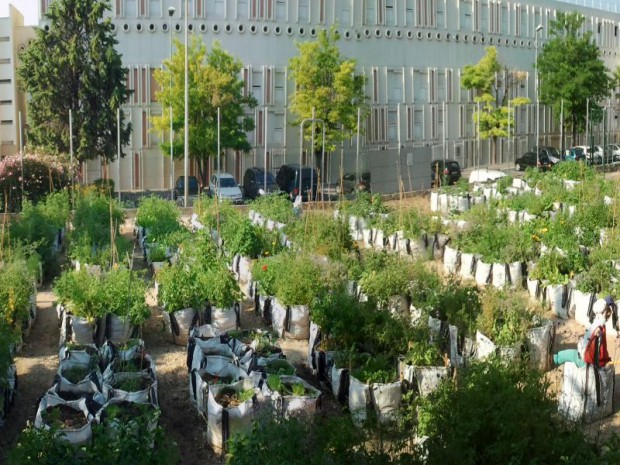 Quartier créatif à Martigues (Bouches-du-Rhône), le jardin de cultures en sacs, Juin 2013