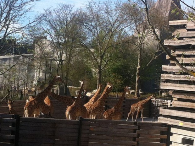 Les girafes