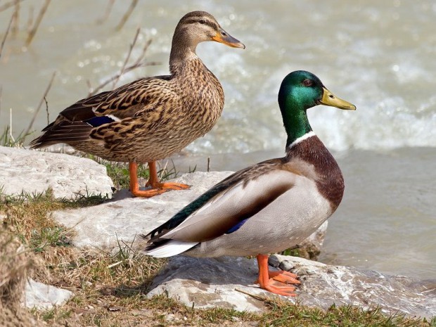 Canard colvert