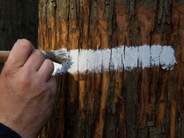 Photo d'illustration filière bois en Ile de France 