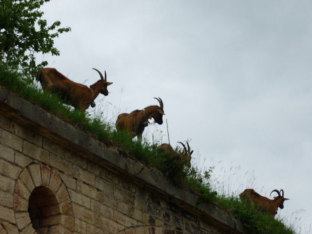 Ecopâturage à Dijon