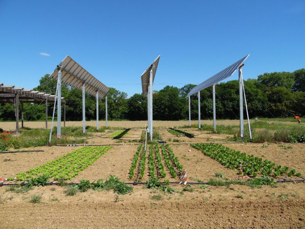 Cultures photovoltaïques