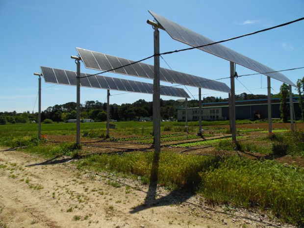 Sun'Agri cultures photovoltaïques