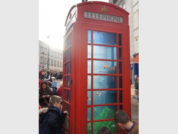 Cabine téléphonique aquarium