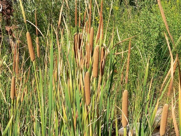 Typha