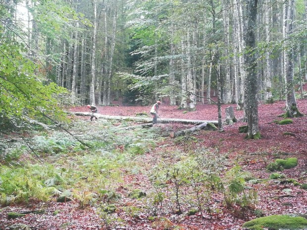 Première étape du circuit bois énergie, des bûcherons à l'ouvrage à Thiers (63)