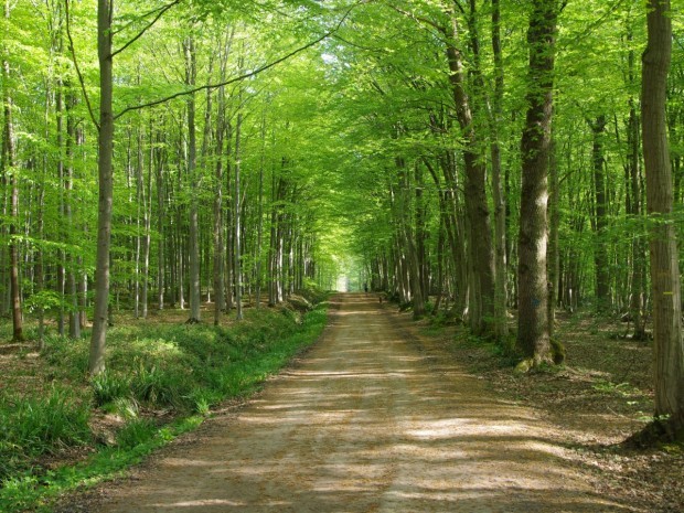 Espace vert forêt Montmorency