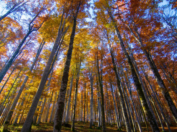Forêt qui pousse