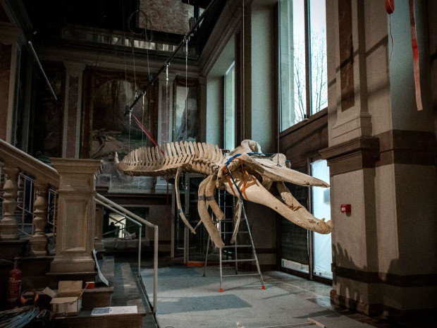 Musée zoologique de Strasbourg