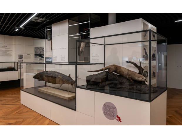 Musée zoologique de Strasbourg