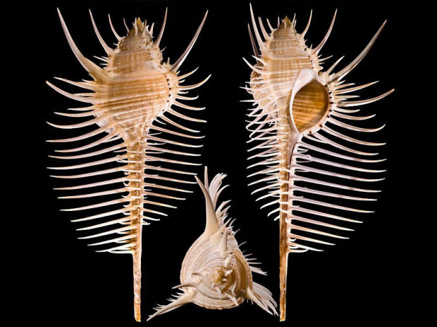 Murex pecten
