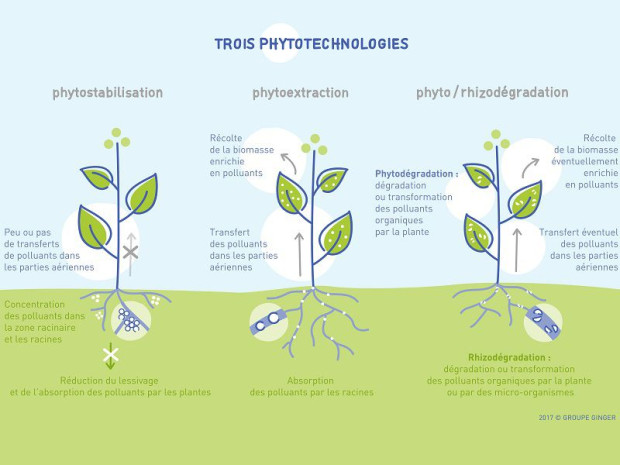 Phytomanagement