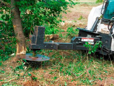 Bobcat