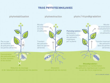 Phytomanagement