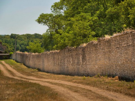 Vigne Chambord