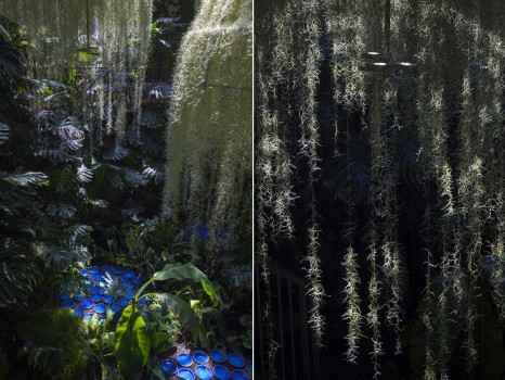 Rainforest, Patrick Nadeau