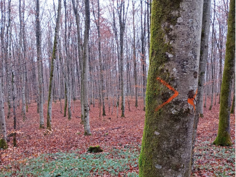 Forêt domaniale de Luxeuil-les-Bains Forêt domaniale de Luxeuil-les-Bains
