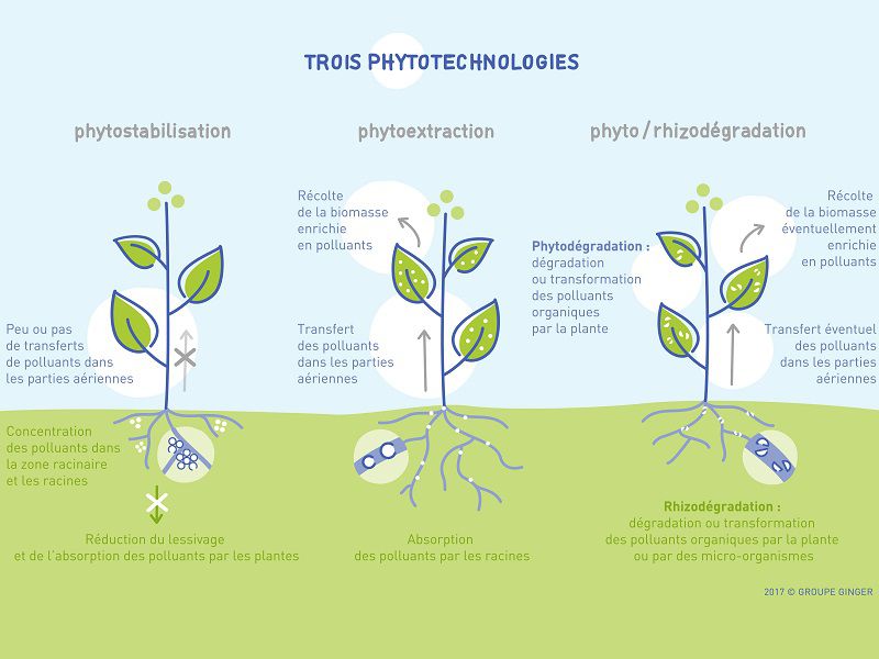 décontamination des sols par les plantes